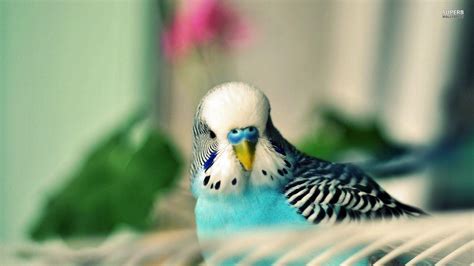 Budgie Wallpapers - Wallpaper Cave