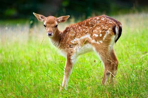 Baby roe deer stock photo. Image of grass, europe, mammal - 26862742