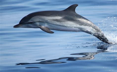 Le dauphin bleu et blanc - the lost cetacean