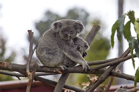 The San Diego Zoo Koala Loan Program - Zoo With Us