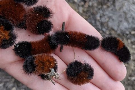 Can the stripes on a woolly bear caterpillar really predict what kind of winter we’ll have ...