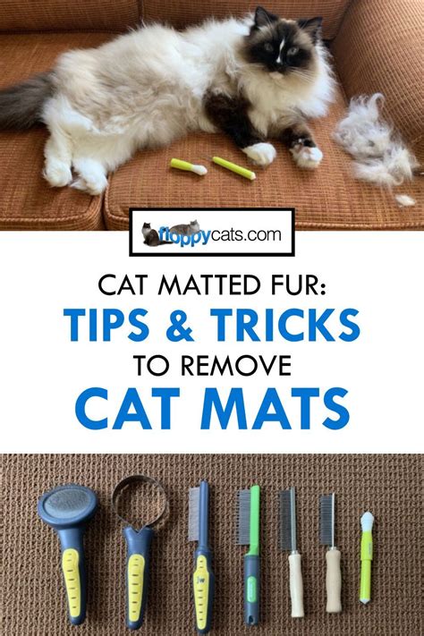 Cat Matted Fur: Tips & Tricks | Matted Cat Hair Solution | Long haired cats, Matted cat fur ...