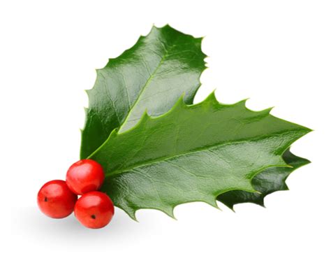 The Plant You Need This Holiday Season - Merry Christmas Holly