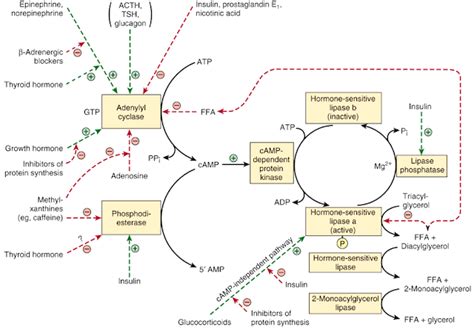 激素調節脂質代謝(hormone regulation of lipids metabolism) - 小小整理網站 Smallcollation