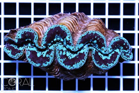 Tridacna maxima XL “ultra” – CORAL ZONE