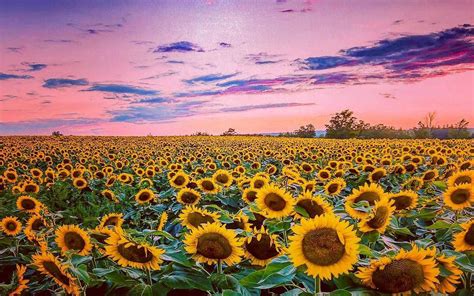 Sunflower Field Photography Sunflower At Sunset Summer Wallpaper Hd ...