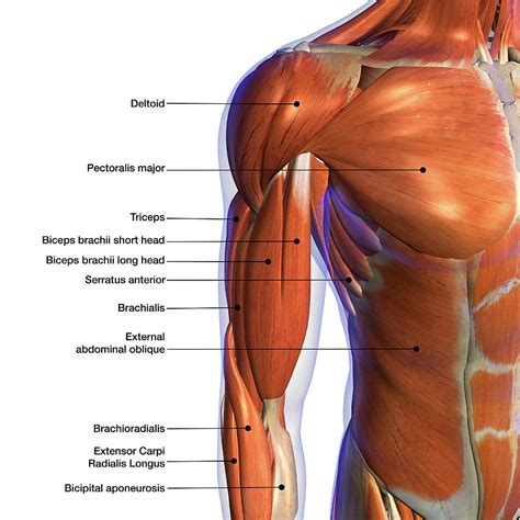 Shoulder Muscles Diagram / Shoulder Anatomy | New York, NY | HandSport ...