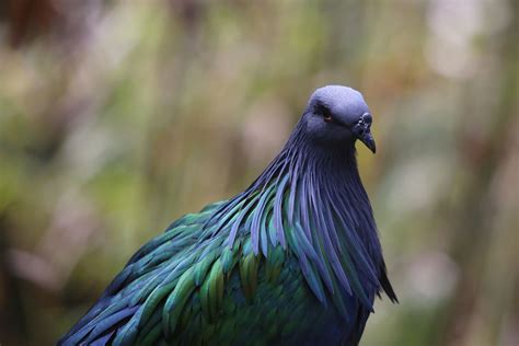 Bird watching vacations in India