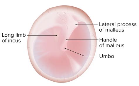 Oído: Anatomía | Concise Medical Knowledge