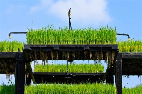 What Is Aeroponics?