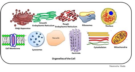 Home [cpelkyorganelles.weebly.com]