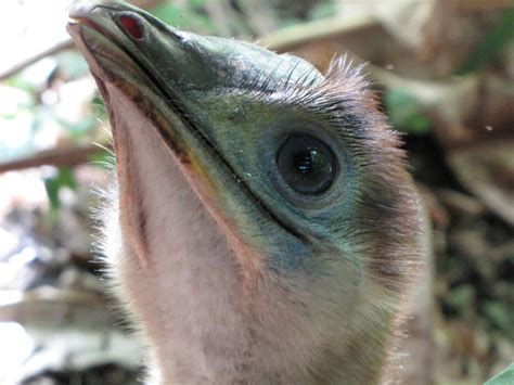 Cassowary Mating Season 2013 | Atherton Birdwatchers Cabin