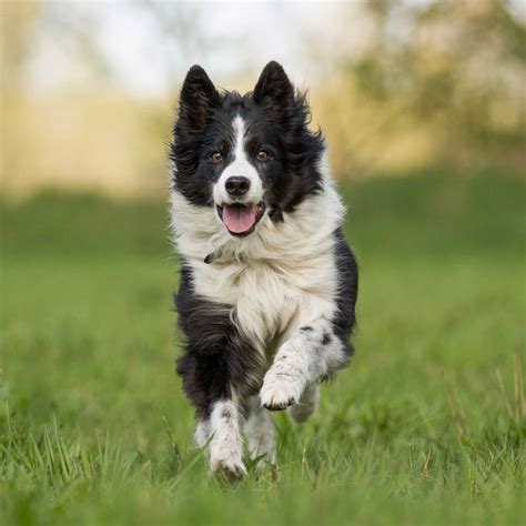 Border Collie Dog Breed » Information, Pictures, & More
