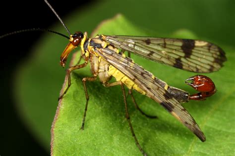 Scorpion Fly | Fun Animals Wiki, Videos, Pictures, Stories