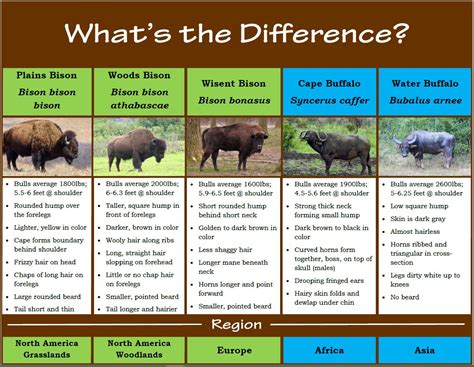 Bison vs Buffalo fact sheet.JPG