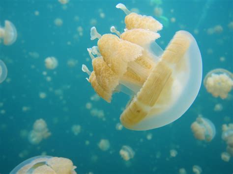 Jellyfish Lake in Palau 2024-2025 - Rove.me