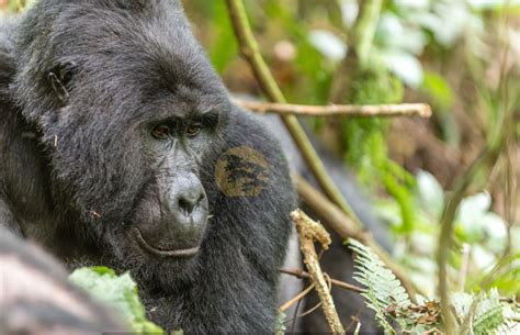 Latest Uganda gorilla trekking information, cost, rules and best time - Travel News