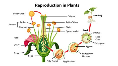 The male and female gametes fuse to form a a during the process of b ...