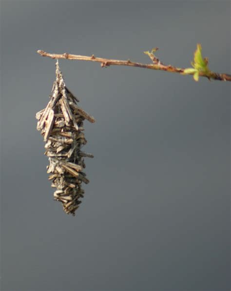 Abbot's Bagworm Moth Cocoon | Project Noah