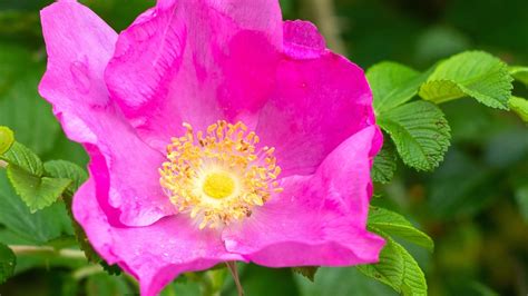 15 Wild Roses For a Woodland Garden