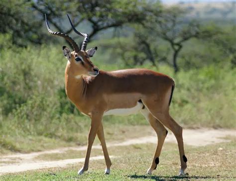 9 Astounding Antelope Facts About These Fleet-Footed Animals