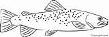 30 Free Printable Trout coloring pages In Vector Format Easy To Print  sketch template