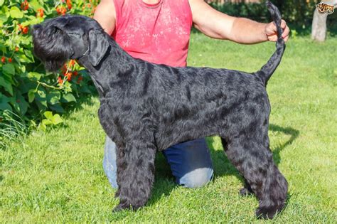 Giant Schnauzer Dog Breed | Facts, Highlights & Buying Advice | Pets4Homes