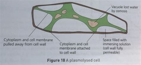 Plant cells and osmosis - Measuring average solute potential of cells ...