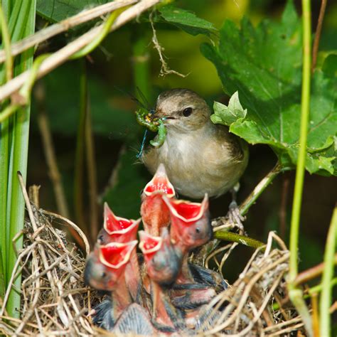 WILDLIFE WEDNESDAY: Baby Birds | Mill Creek MetroParks