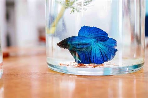 Blue Betta Fish: Care Guide, Pictures, Lifespan & More | Hepper