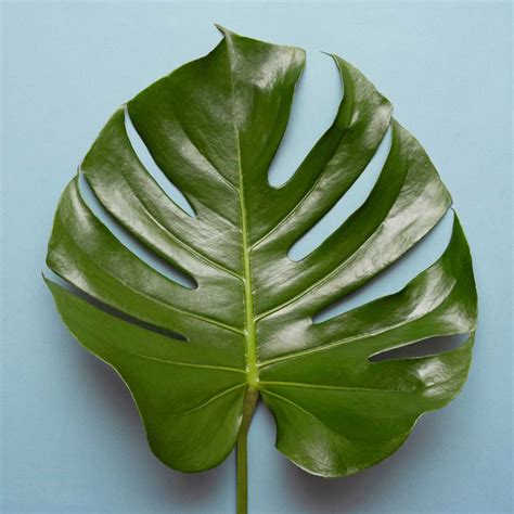 Causes of Monstera Leaves Curling and How to Fix