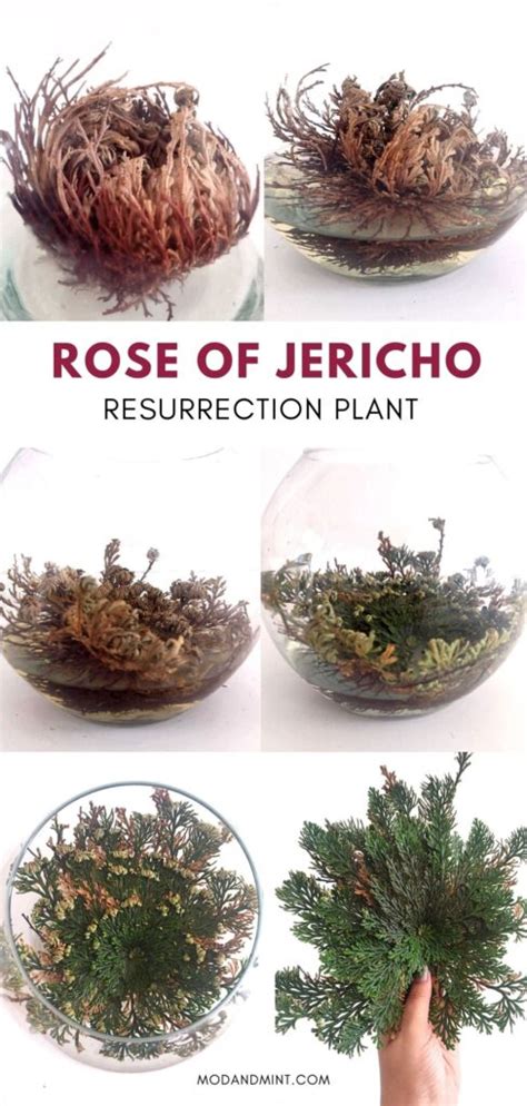 Rose of Jericho Care - How to Grow a Resurrection Plant