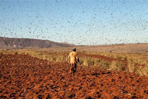 Terrifying Images Show a Massive Plague of Locusts Descending on Madagascar