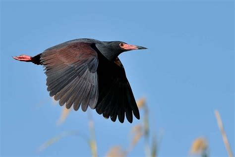 Rufous-bellied Heron in 2020 | Heron, Species, Science nature