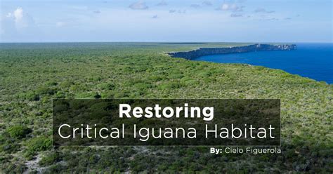 Island Conservation Restoring Habitat for The Iguanas of Mona Island ...