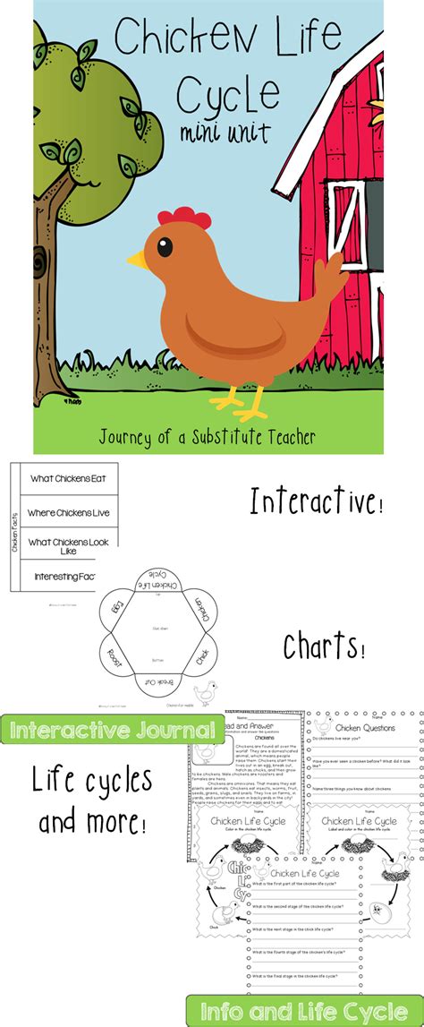 Chicken Life Cycle: Mini Unit | Chicken life cycle, Science activities ...