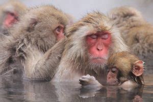 Snow Monkey Facts, Habitat, Diet, Baby, Pictures