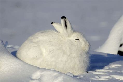 The magic of the Internet | Arctic hare, Arctic animals, Animals