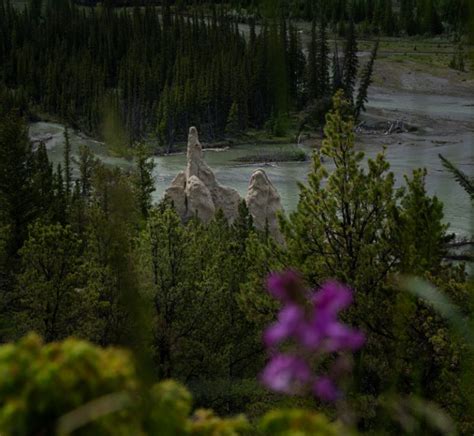 The Ultimate Pet Friendly Guide To Banff National Park