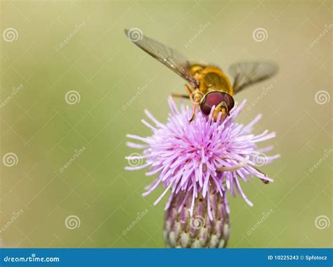 A bee on flower - closeup stock image. Image of flavours - 10225243