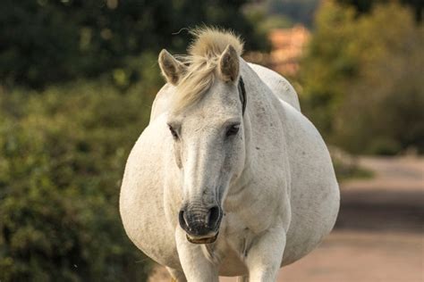 How To Tell If a Horse Is Pregnant » Petsoid