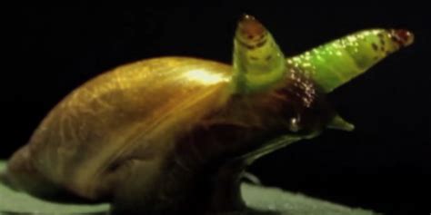 Snail taken over by parasite turns into a colourful ‘zombie’ - TrendRadars