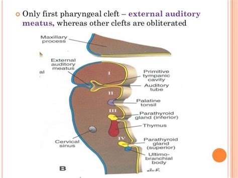 Pharyngeal apparatus