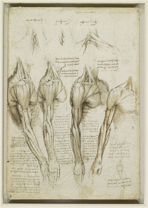 Body Maps: Leonardo da Vinci's Anatomical Drawings - Flashbak