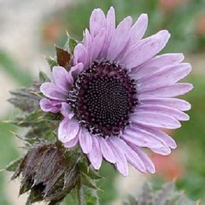 Berkheya purpurea / Purple Daisy / Seeds