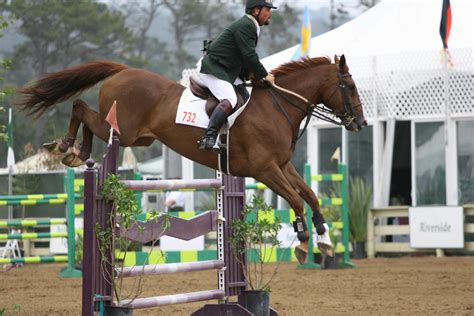 Chestnut Warmblood Show Jumping at Pebble Beach by HorseStockPhotos on DeviantArt