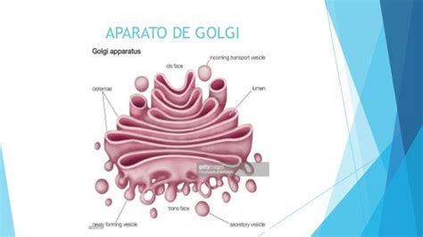 El retículo endoplasmático y el aparato de golgi