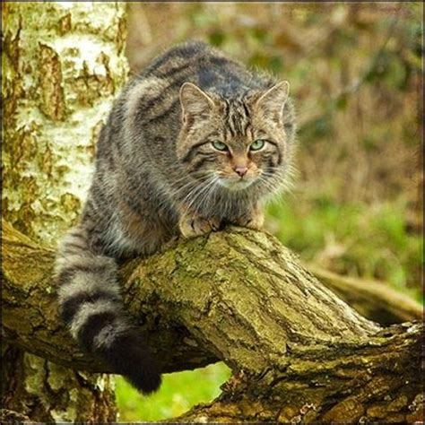 Scottish Wildcat No angry tabby or feral the wildcat is a genuine wild species of cat; It was ...