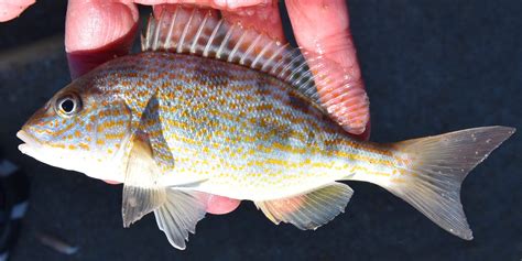 Pigfish uconn fishmate | www.roughfish.com