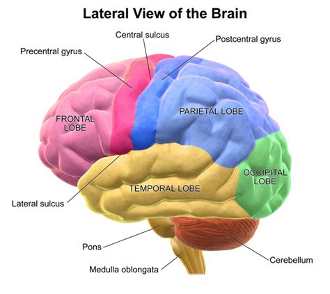 Cerebrum: Function Of The Largest Part Of The Human Brain - Science Trends